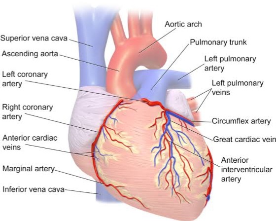 تشريح القلب 