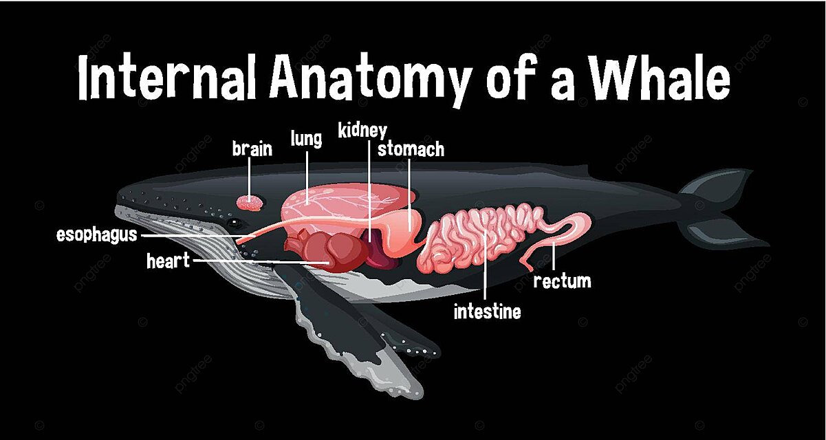 رحلة في علم التشريح